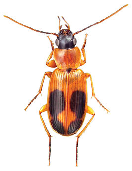 Badister pulchellus