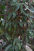 Begonia juliana