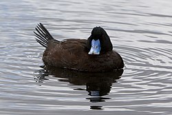 Austrālijas zilknābis (Oxyura australis)