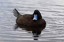 Australinė stačiauodegė antis (Oxyura australis)