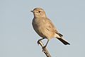 Image 30 Chat flycatcher Photograph: Yathin S Krishnappa The chat flycatcher (Bradornis infuscatus) is a species of bird in the family Muscicapidae found in the savannas of southern Africa; this specimen was photographed in Etosha National Park, Namibia. This species hunts insects, but may also eat small reptiles. More selected pictures