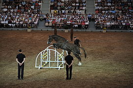 Longeing demonstration over fences