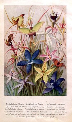 Caladenia. 
 PlateI.jpg