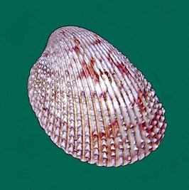 Trachycardium egmontianum