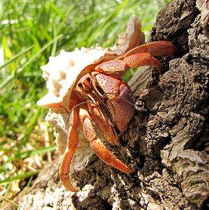 Image of a Caribbean hermit crab climbing on a...