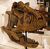 Skull of Carnotaurus sastrei.