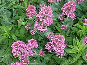 Centranthus ruber