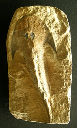 ケファラスピス化石