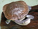 Eine McCords Schlangenhalsschildkröte