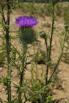 Cirsium vulgare carriere-fossoy 02 23062008 02.jpg