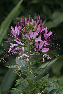 Cleome Flower