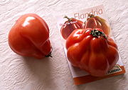 牛排番茄 Beefsteak tomato