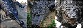 Гавиал, американский аллигатор и острорылый крокодил