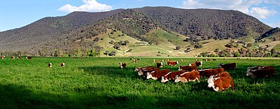 Hereford cattle in a green field