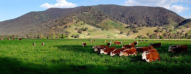 640px-Cows_in_green_field_-_nullamunjie_olive_grove03.jpg