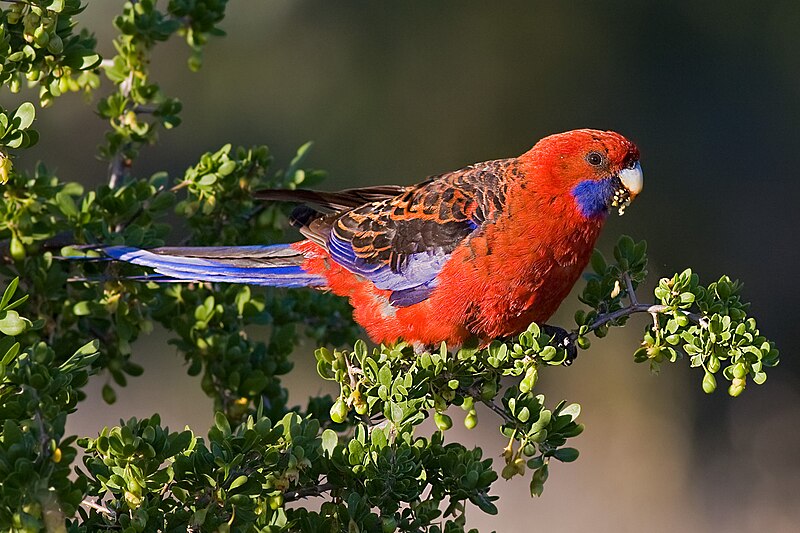 800px-Crimson_rosella_feeding_on_african_boxthorn.jpg