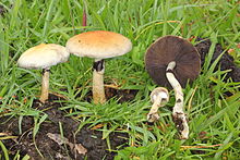 Cubensis.natural.habitat-2.jpg