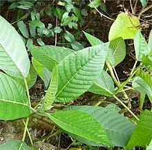 Dendrocnide meyeniana.jpg