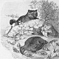 Die Gartenlaube (1886) b 636.jpg Wildkatze, ein Volk Haselhühner beschleichend