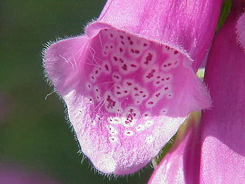 Digitalis purpurea