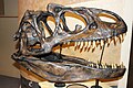 Allosaurus koponya