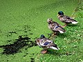 Ducks and duckweed