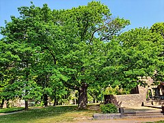 Eiche (West) am Denkmal