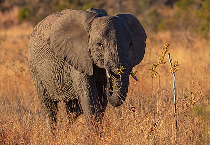 Elefante-da-savana bebê (Loxodonta africana) no Parque Nacional Kruger, África do Sul. É uma das duas espécies vivas de elefantes-africanos. É o maior animal terrestre vivo, com machos atingindo uma altura de ombro de até 3,96 m e uma massa corporal de até 10,4 toneladas. Está distribuído por 37 países africanos e habita florestas, pastagens e bosques, zonas húmidas e terras agrícolas. Desde 2021, está listado como espécie ameaçada na Lista Vermelha da IUCN. Ele é ameaçado principalmente pela destruição do habitat, e em partes de seu território também pela caça ilegal de carne e marfim. (definição 8 216 × 5 652)