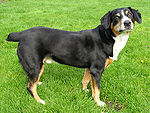 Entlebucher sennenhund