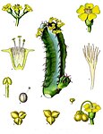 Euphorbia resinifera — Молочай смолоносный