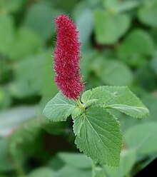 Firetail Chenille Plant -- Acalypha pendula.jpg