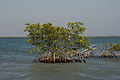 Rote Mangrove