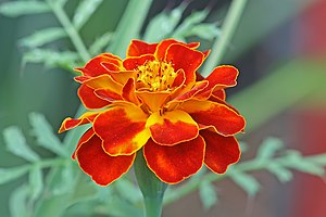 English: French marigold Tagetes patula