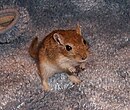 Golden Agouti Male 4-1-05.jpg