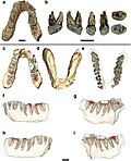 Miniatura para Graecopithecus