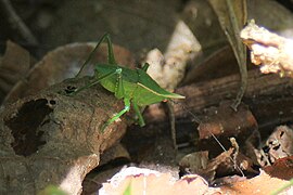 ??? Onbekende sprinkhaan in Nationaal park Andasibe Mantadia