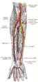 Arteria radial y ulnar, vista profunda