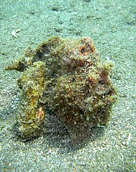 The frogfish is an ambush predator disguised to look like an algae-covered stone