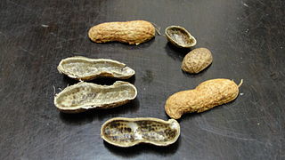 Groundnut skin; Arachis hypogaea; the peanut shell