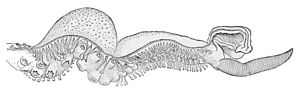 Haliphron atlanticus hectocotylus.jpg