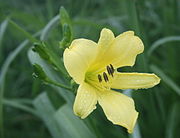 Hemerocallis citrina Yuusuge in Ibukiyama 2010-7-10.jpg