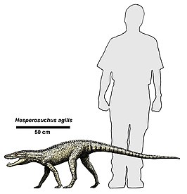 Hesperosuchus