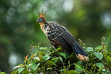 Hoatzin - Manu NP - Perù 9203 (15525812066) .jpg