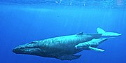 ナガスクジラ科のサムネイル