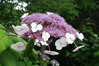 Hydrangea aspera ssp. sargentiana (China: Hupe...