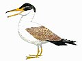 Ихтиорнис бил Ornithuran, сличен на морска птица, живеел за време на доцниот период