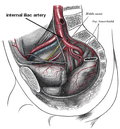 Miniatura para Arteria ilíaca interna