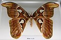 Atlaszlepke (Attacus atlas)