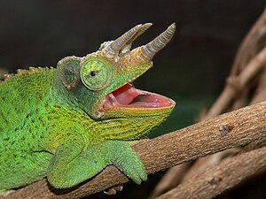 Kameleon trójrogi w Melbourne Zoo