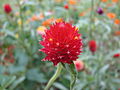 Gomphrena in Tokyo (September 2008)